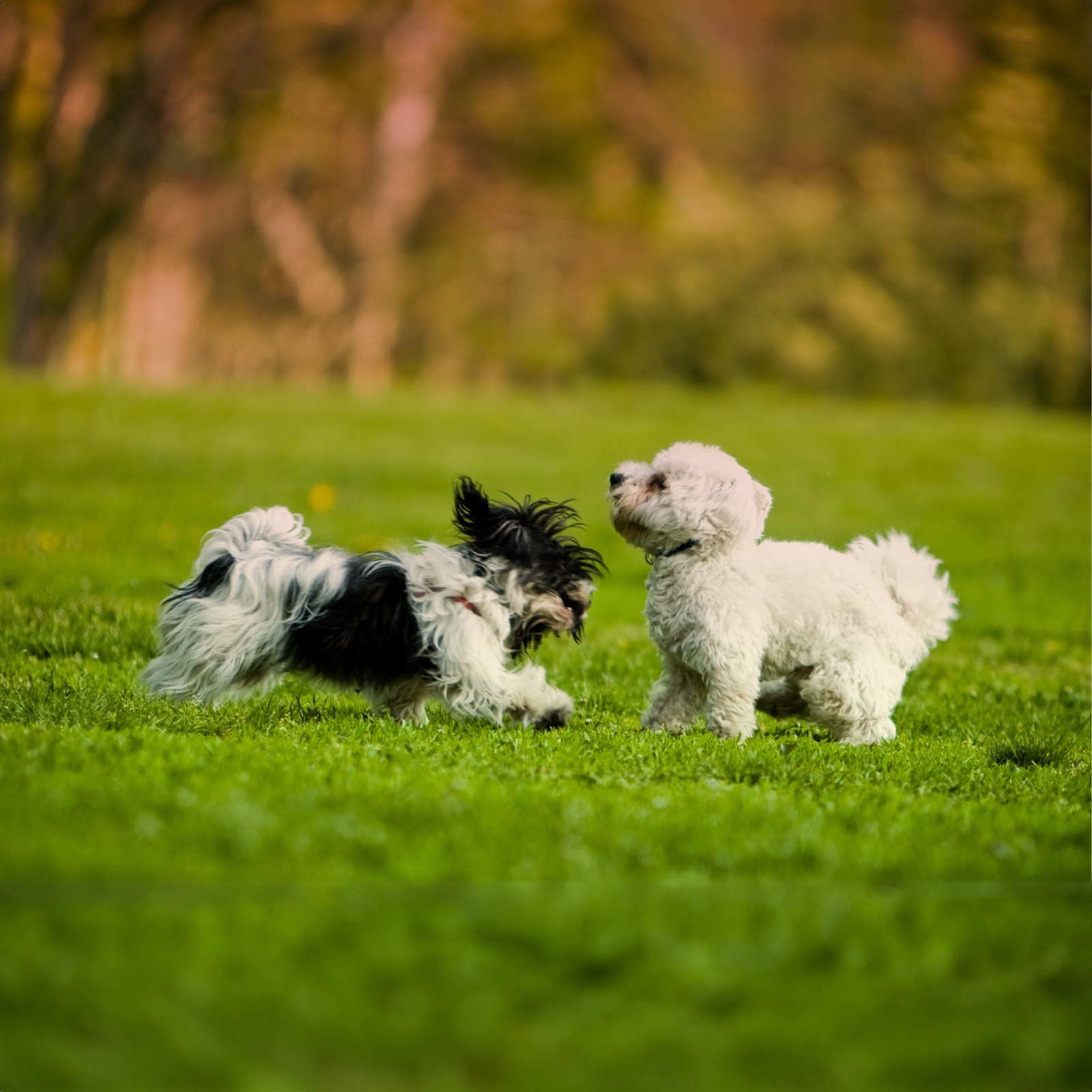 Two dogs playing together as best friends